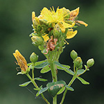 Hypericum maculatum subsp. maculatum - Geflecktes Johanniskraut