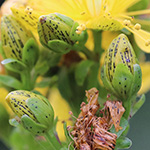 Hypericum maculatum subsp. maculatum - Geflecktes Johanniskraut