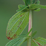 Hypericum maculatum subsp. maculatum - Geflecktes Johanniskraut