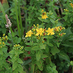 Hypericum maculatum subsp. maculatum - Geflecktes Johanniskraut