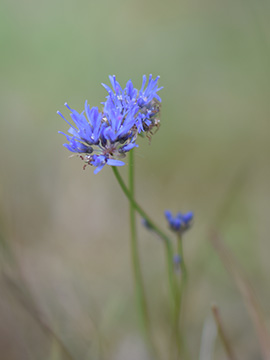 Jasione montana