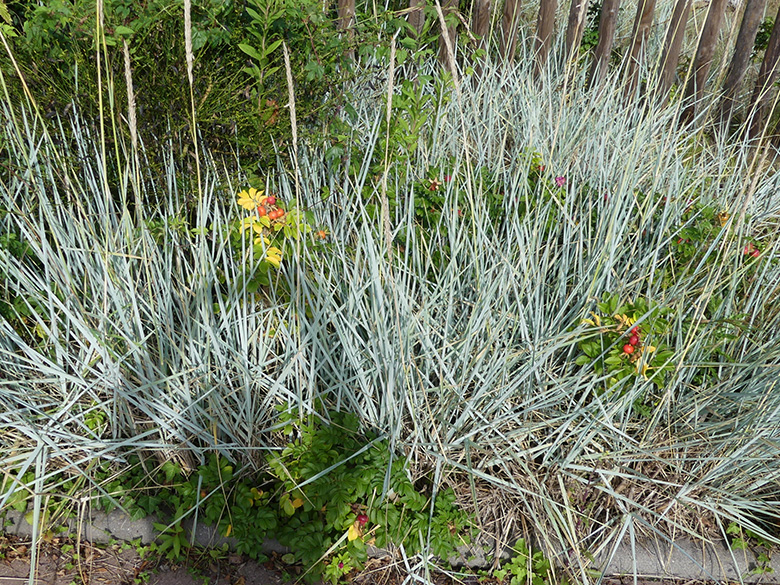 Leymus arenarius