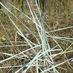 Leymus arenarius