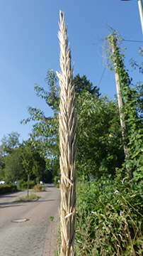 Leymus arenarius