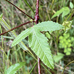 Malva punctata - Punktierte Strauchpappel