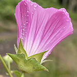 Malva punctata - Punktierte Strauchpappel