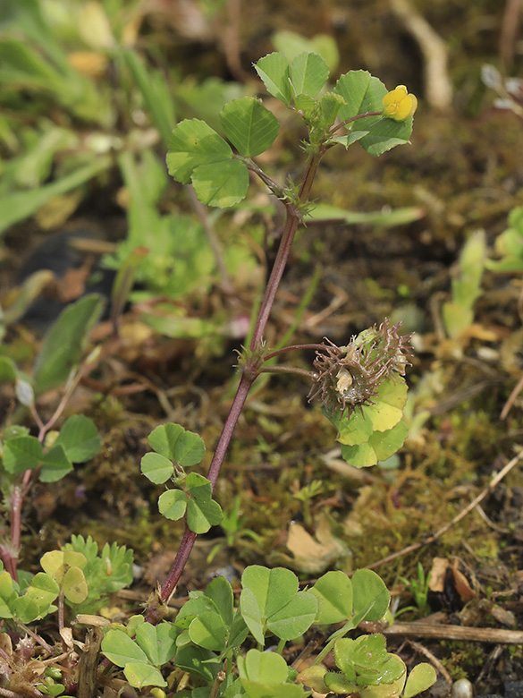 Medicago polymorpha