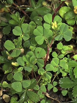 Medicago polymorpha