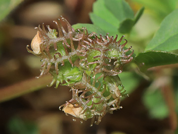 Medicago polymorpha