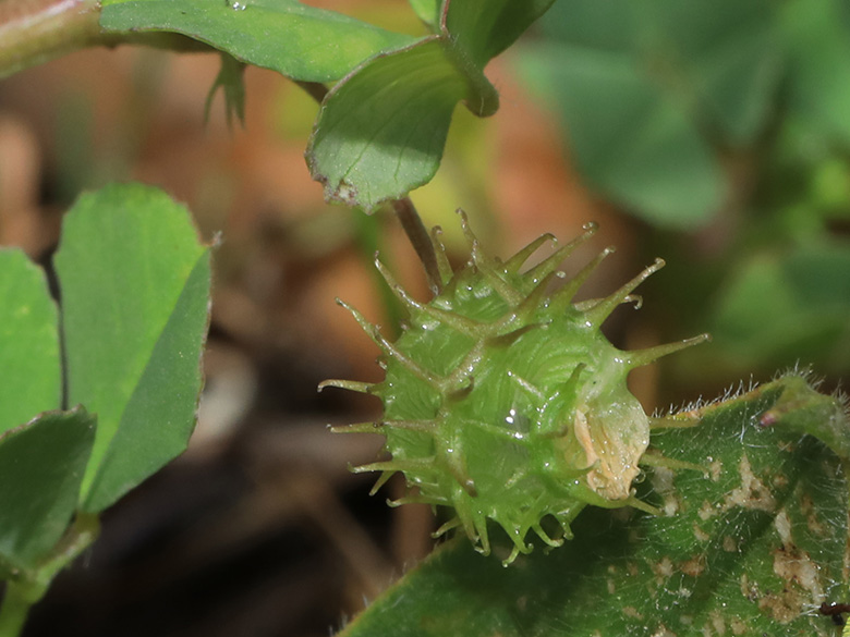 Medicago polymorpha