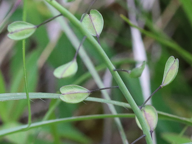 Microthlaspi erraticum