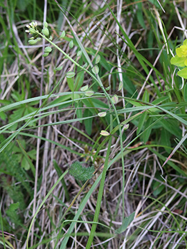 Microthlaspi erraticum