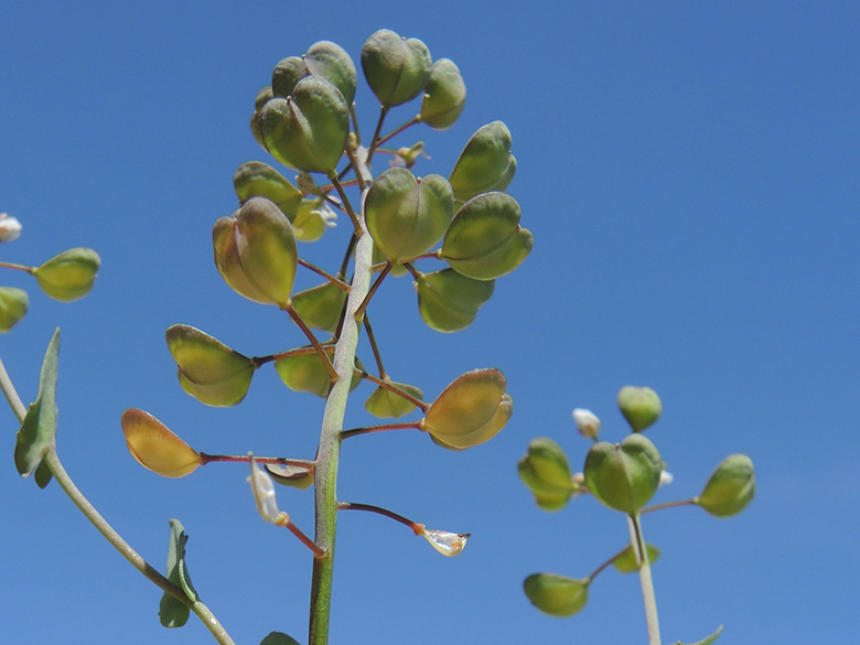 Microthlaspi perfoliatum