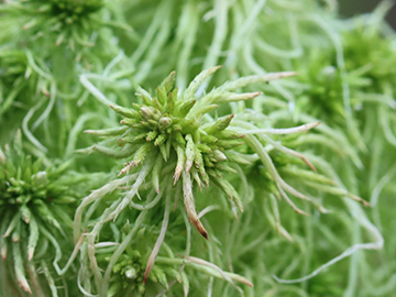 Sphagnum fimbriatum