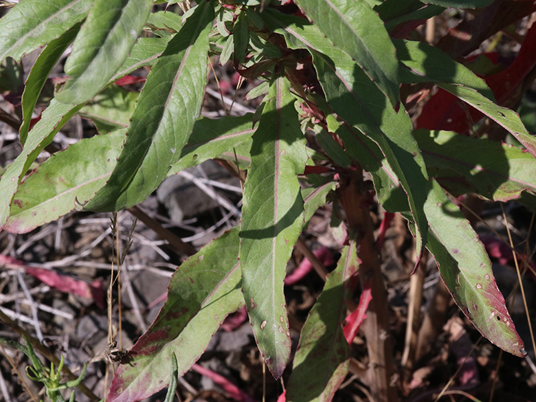 Oenothera issleri