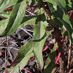 Oenothera issleri - Isslers Nachtkerze