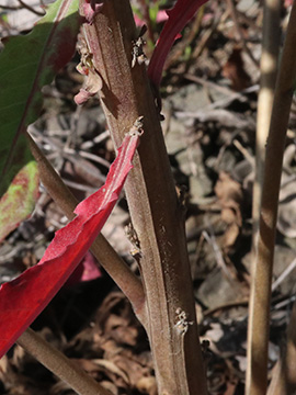 Oenothera issleri