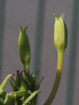 Oenothera issleri