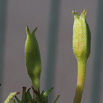 Oenothera issleri - Isslers Nachtkerze