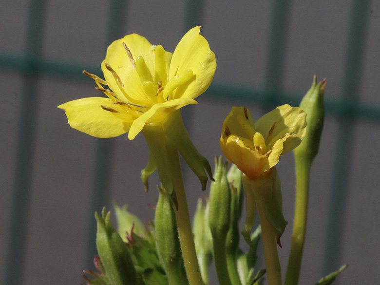 Oenothera issleri