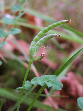 Ornithopus perpusillus