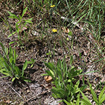 Pilosella glomerata - Geknäultköpfiges Habichtskraut