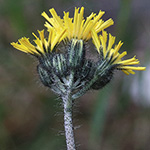 Pilosella glomerata - Geknäultköpfiges Habichtskraut