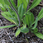 Pilosella glomerata - Geknäultköpfiges Habichtskraut