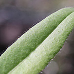 Pilosella glomerata - Geknäultköpfiges Habichtskraut