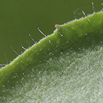 Pilosella glomerata - Geknäultköpfiges Habichtskraut