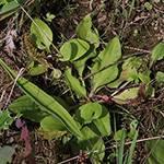 Plantago major subsp. intermedia - Kleiner Wegerich