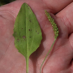 Plantago major subsp. intermedia - Kleiner Wegerich