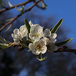 Pyrus salicifolia - Weidenblättrige Birne