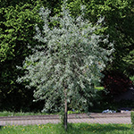 Pyrus salicifolia - Weidenblättrige Birne