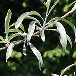 Pyrus salicifolia - Weidenblättrige Birne