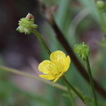 Ranunculus sardous - Sardischer Hahnenfuß