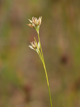 Rhynchospora alba