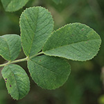 Rosa tomentosa - Filz-Rose