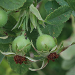 Rosa tomentosa - Filz-Rose