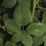 Rubus adornatoides - Schmuckartige Brombeere