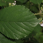 Rubus adornatoides - Schmuckartige Brombeere