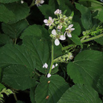 Rubus adornatoides - Schmuckartige Brombeere