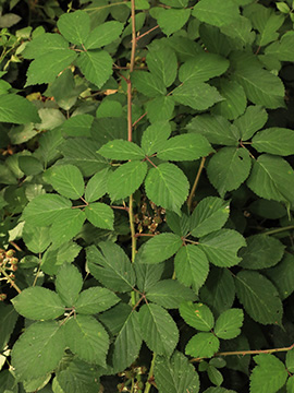 Rubus ambigens