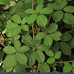 Rubus ambigens - Boten-Brombeere