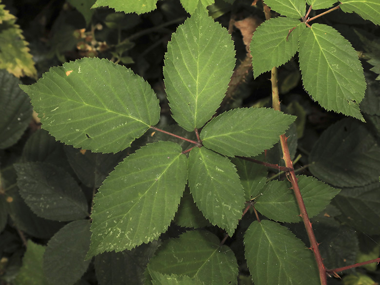 Rubus ambigens
