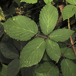 Rubus ambigens - Boten-Brombeere