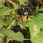 Rubus ambigens - Boten-Brombeere