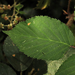 Rubus ambigens - Boten-Brombeere