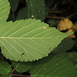 Rubus ambigens - Boten-Brombeere