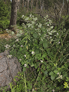 Rubus amiantinus